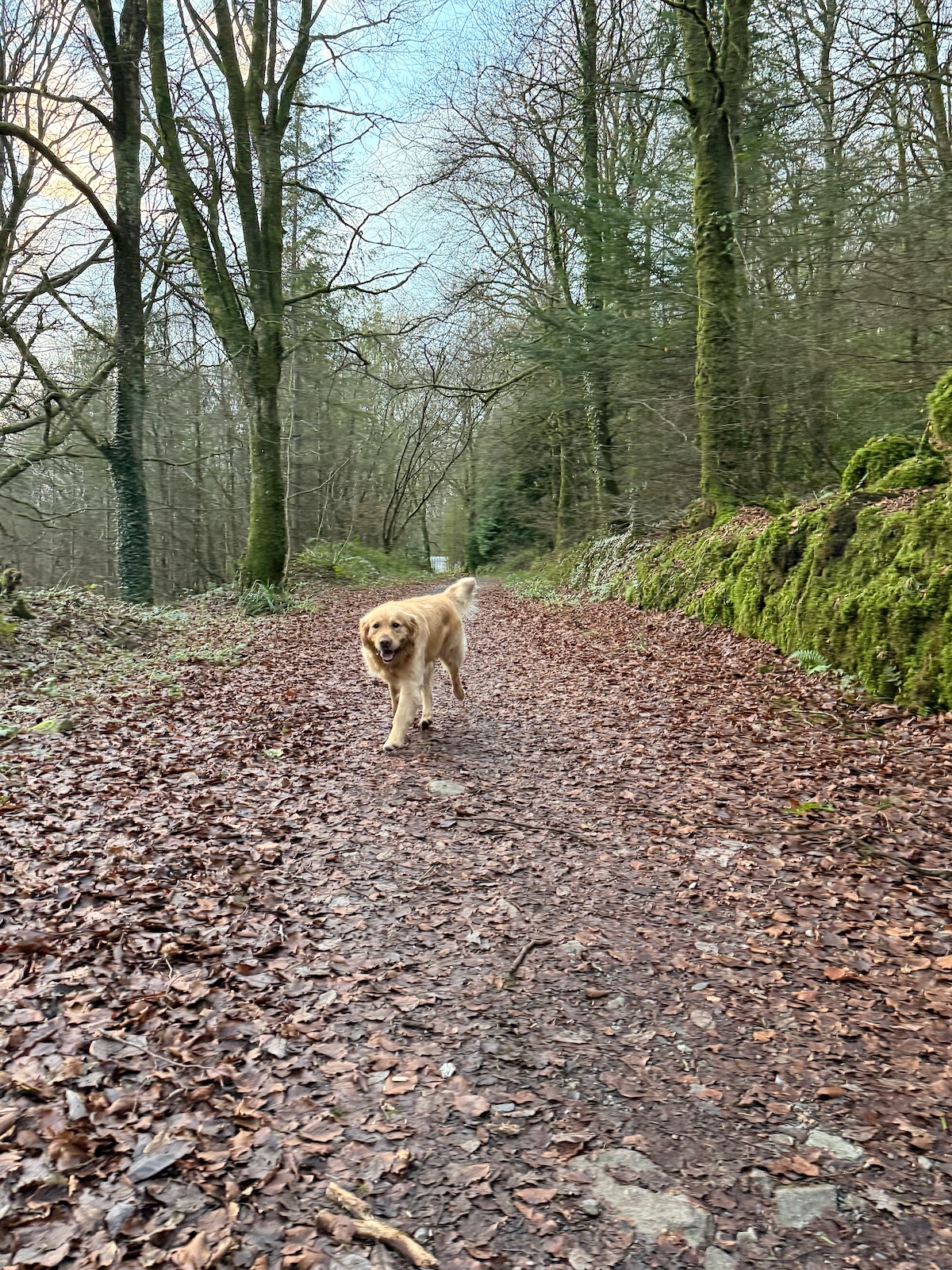 Benson the dog in the forest