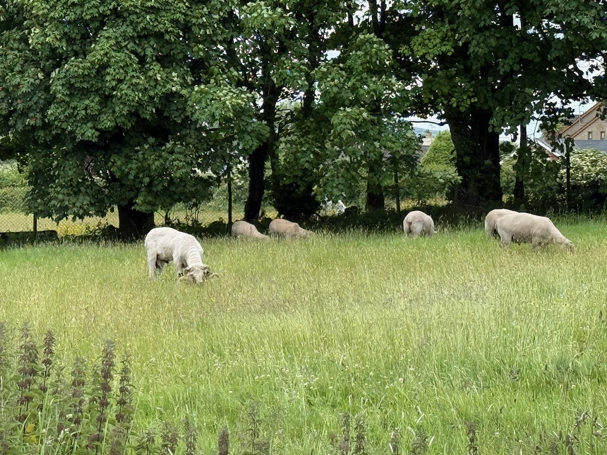 Sheep on the farm near Slieve Gullion